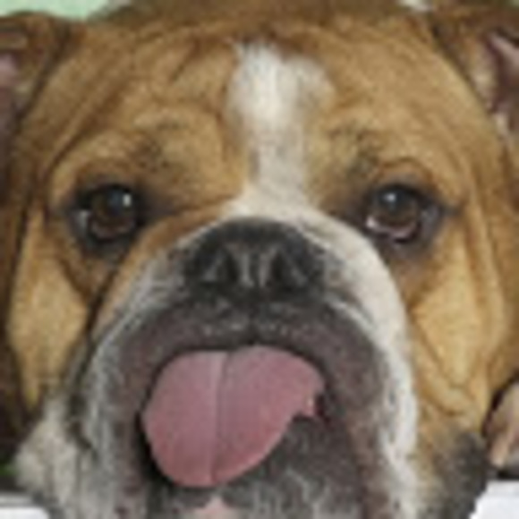 Meet your Posher, Madeleine - Picture 1 of 1